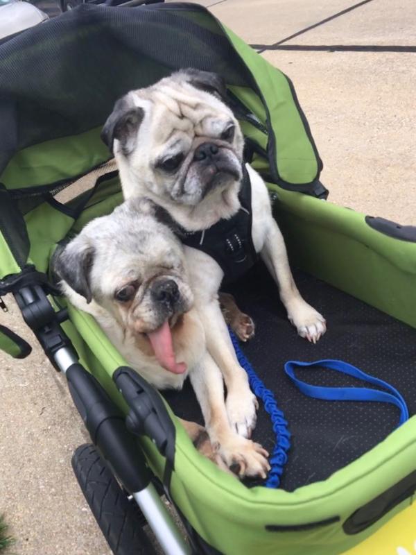 Dogger™ -The SUV of Dog Strollers | Dog Quality