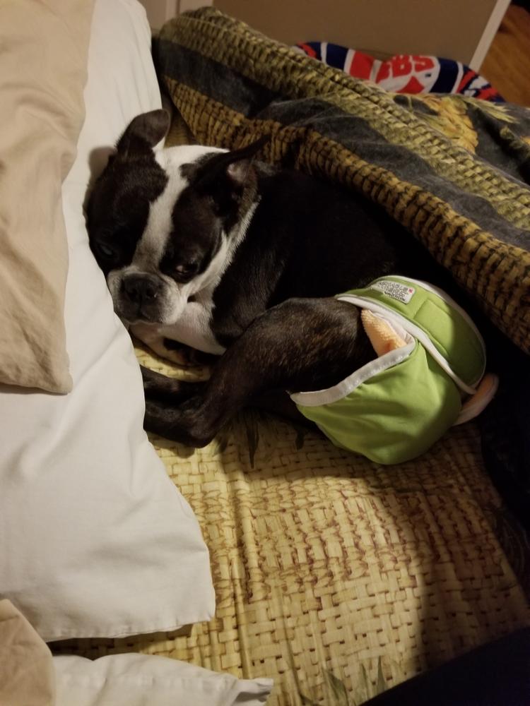 Washable Wonders™ Dog Diapers (Female No Tail Hole) Dog Quality