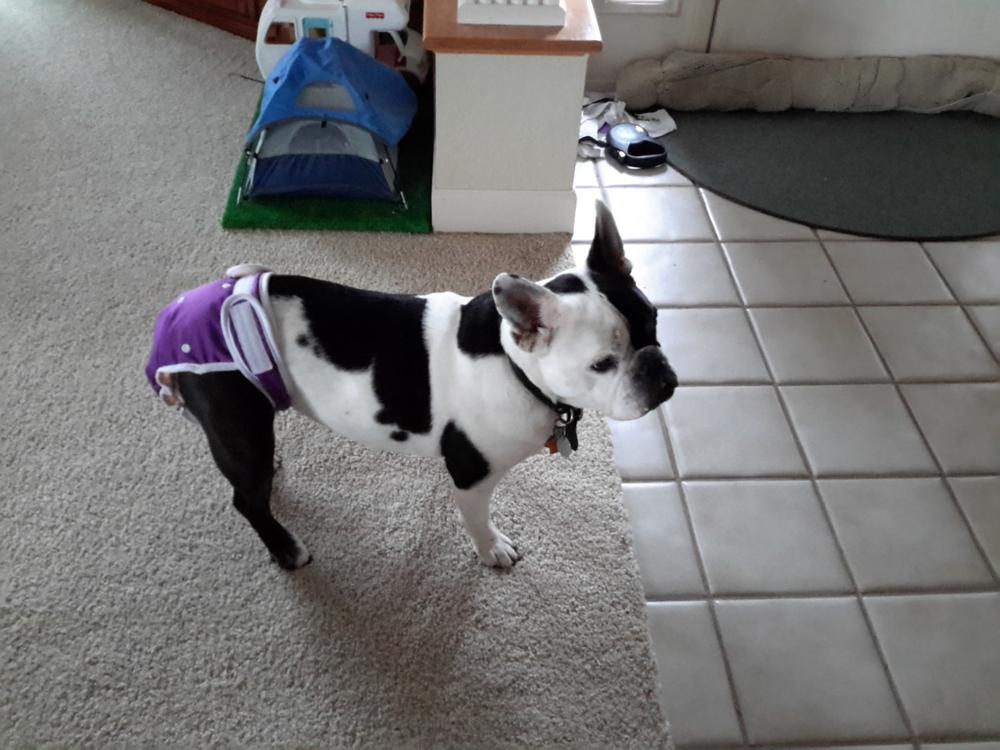 Washable Wonders™ Dog Diapers (Female No Tail Hole) Dog Quality