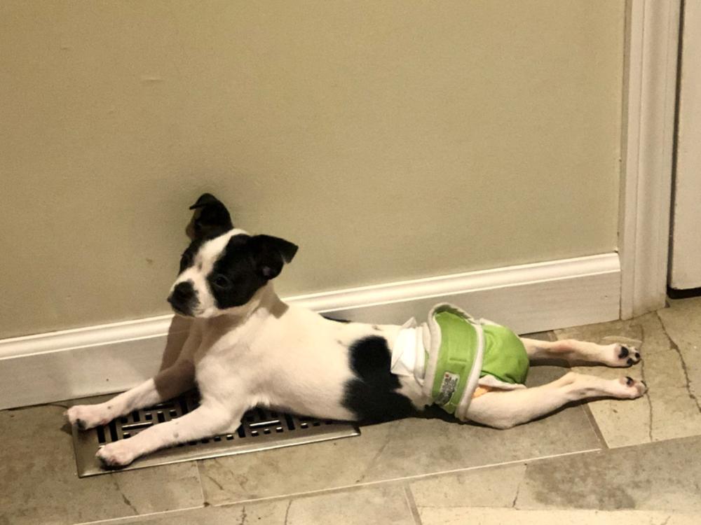 Washable Wonders™ Dog Diapers (Female No Tail Hole) Dog Quality
