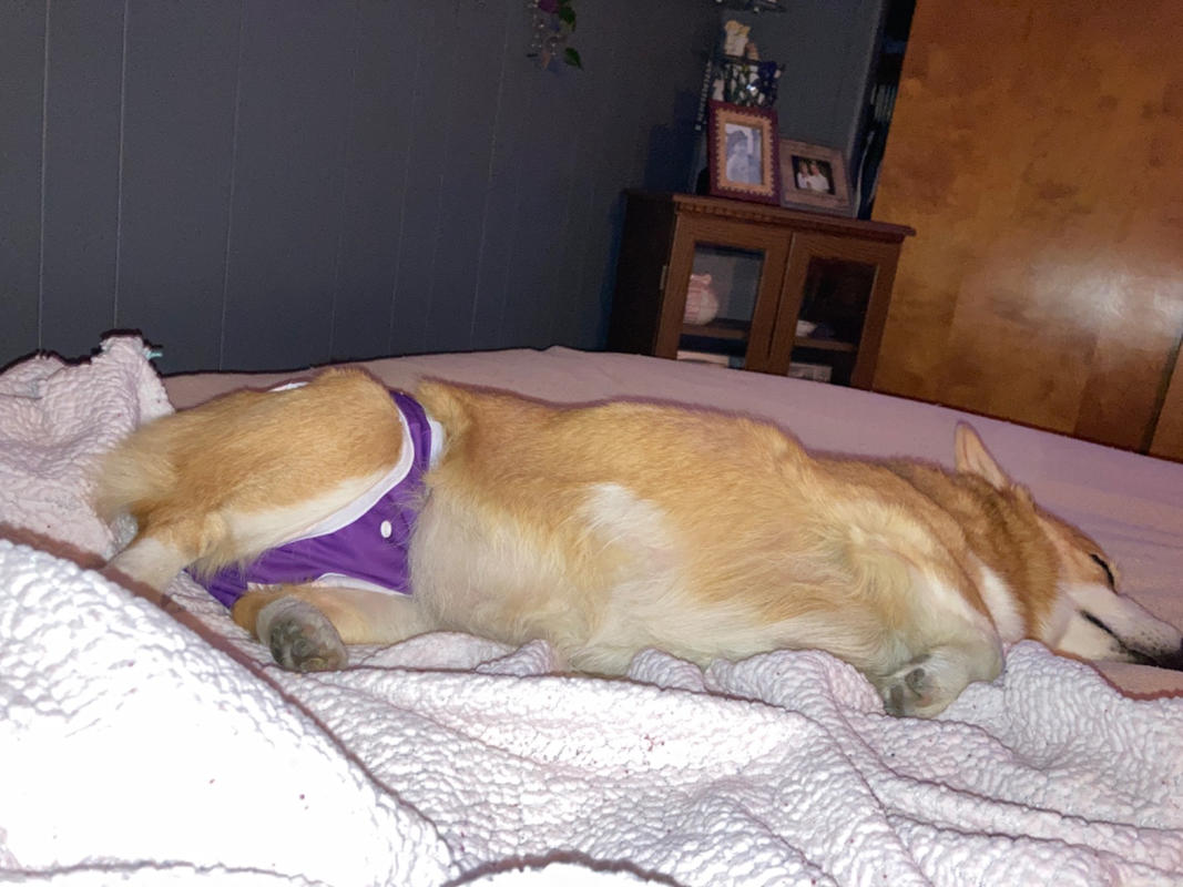 Washable Wonders™ Dog Diapers (Female No Tail Hole) Dog Quality