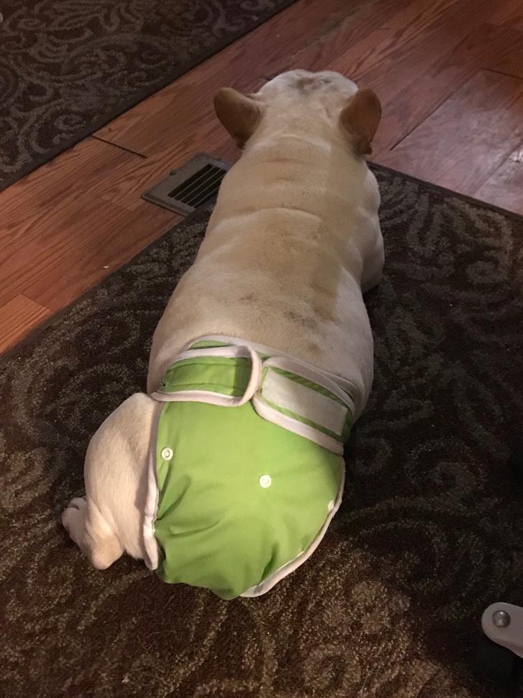 Washable Wonders™ Dog Diapers (Female No Tail Hole) Dog Quality