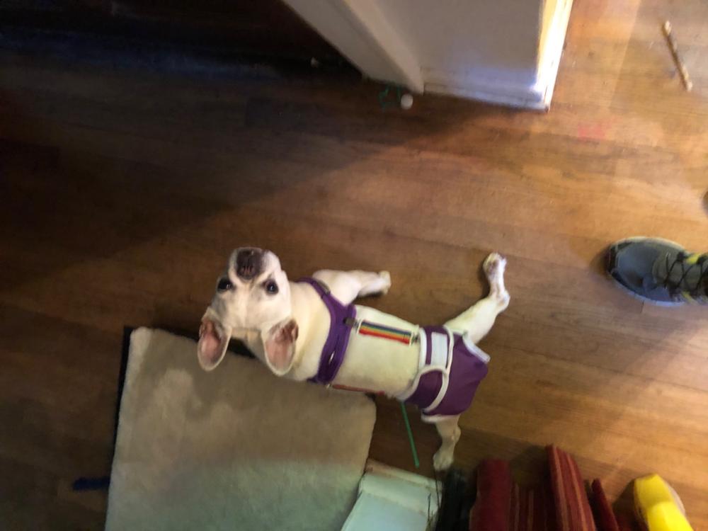 Washable Wonders™ Dog Diapers (Female No Tail Hole) Dog Quality