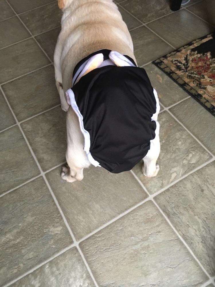 Washable Wonders™ Dog Diapers (Male No Tail Hole) Dog Quality