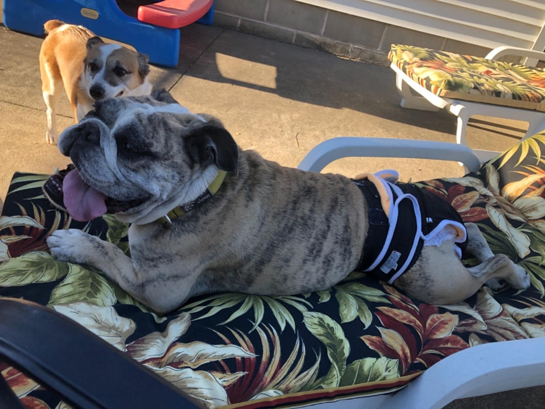 Washable Wonders™ Dog Diapers (Male No Tail Hole) Dog Quality