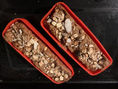 GoSun Go (2-Pack) Review