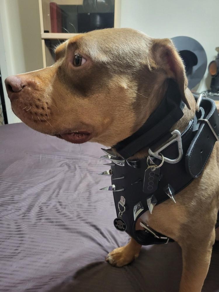 デパート 送料無料 Y81 - Spiked Leather Dog Harness - Pit Bull Gear 版画