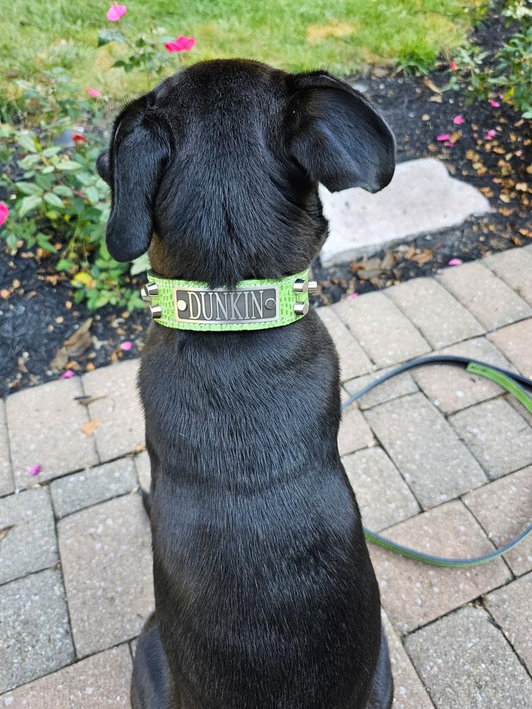 Dunkin donuts sale dog collar