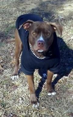 pitbull hoodies for pitbulls