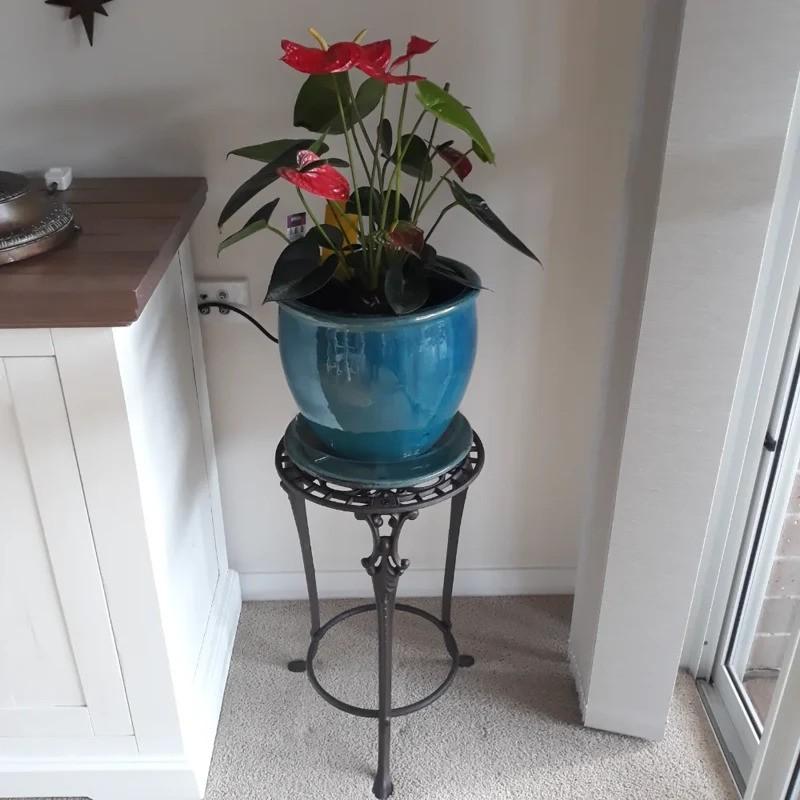 Cast Iron Plant Stand - Extra Large - Customer Photo From Anonymous