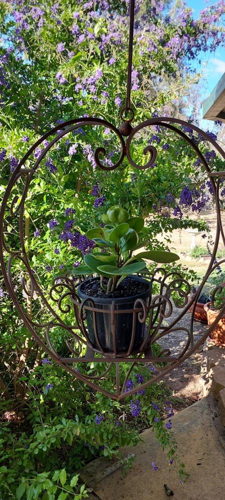 Wrought Iron Hanging Heart Pot in Rustic Brown - Medium - Customer Photo From Bronni Boike