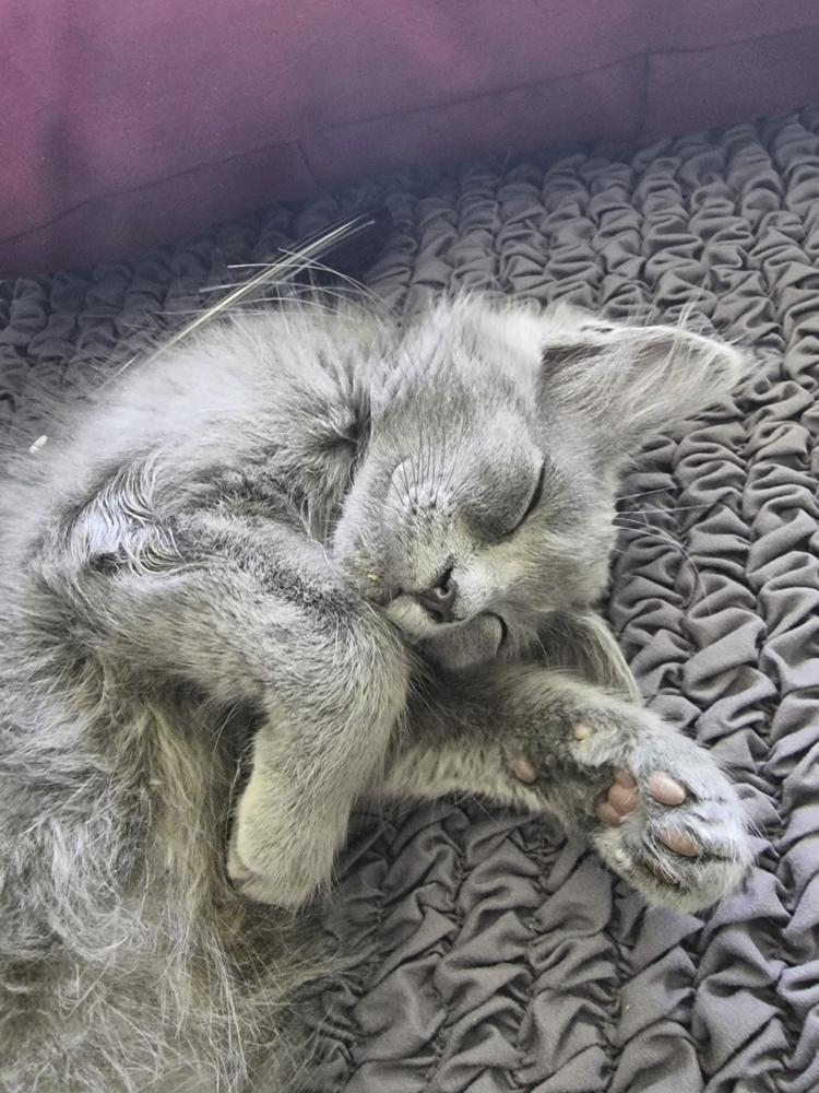 Microfibra - Funda Berger 2 cuerpos Charcoal - Customer Photo From Juan Poblete