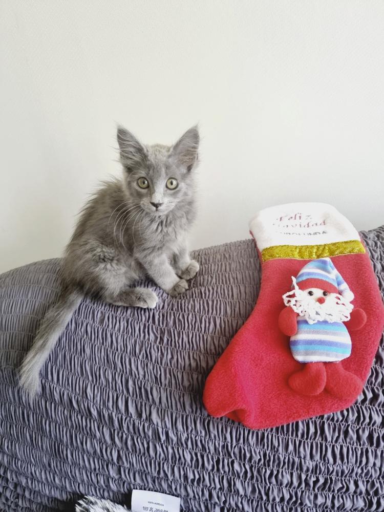 Microfibra - Funda Berger 2 cuerpos Charcoal - Customer Photo From Juan Poblete