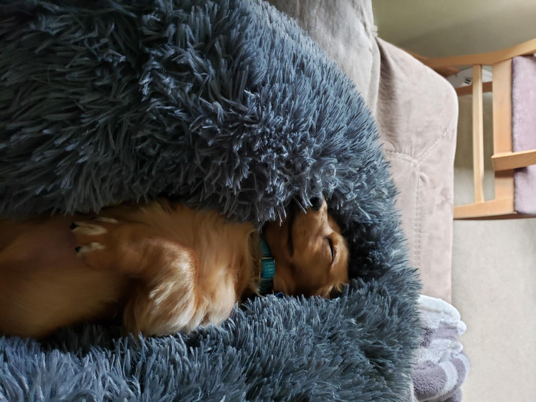 Cozy Calming Bed for Dogs Alpha Paw LLC