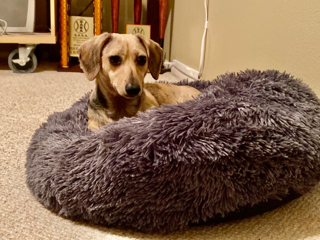 Cozy Calming Bed for Dogs Alpha Paw