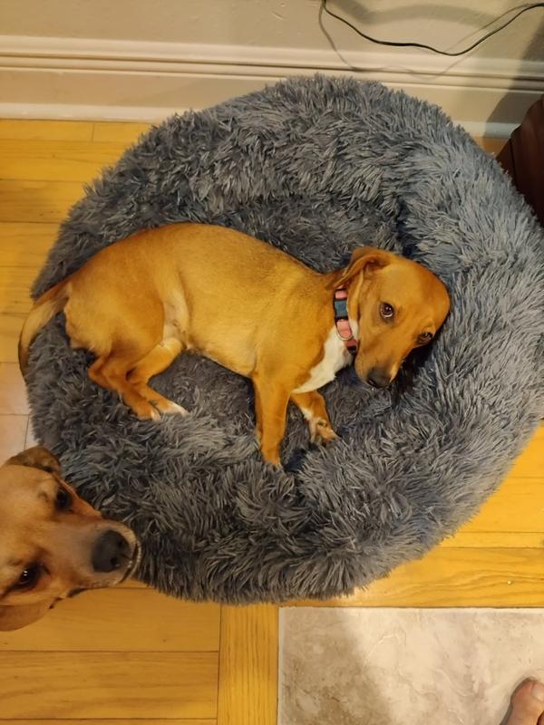 Cozy Calming Bed for Dogs Alpha Paw LLC