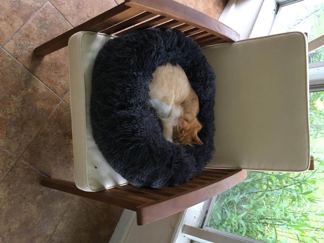 Cozy Calming Bed for Cats Alpha Paw