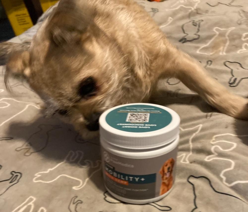 Glucosamine for Dogs + Hemp Mobility - Customer Photo From Heather T.Richards