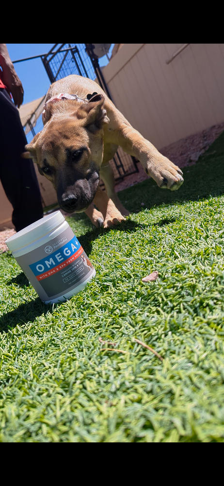 Omega Skin & Coat Chews for Dogs - Customer Photo From Kenya B
