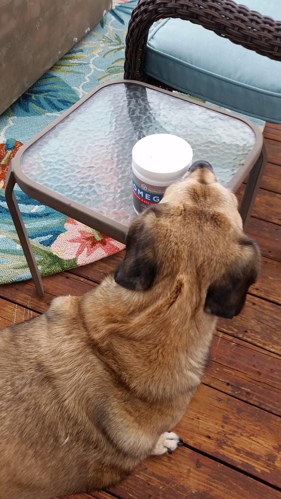 Omega Skin & Coat Chews for Dogs - Customer Photo From LarryM
