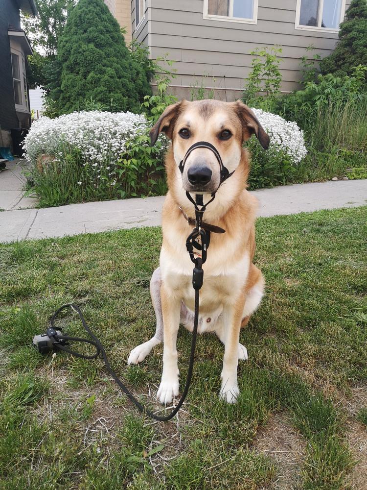 Midnight Climbing Rope Leash - Customer Photo From Mikaila D. 