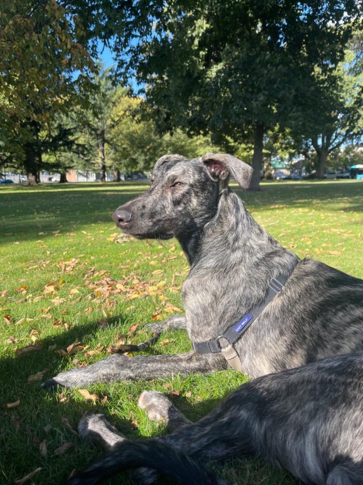 DOG Calm Cologne - Customer Photo From Fiona Jones