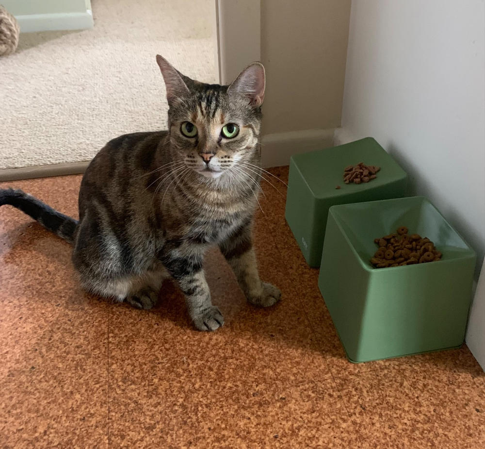 CAT Corner Bowls - Olive - Customer Photo From Carolyn Wainwright
