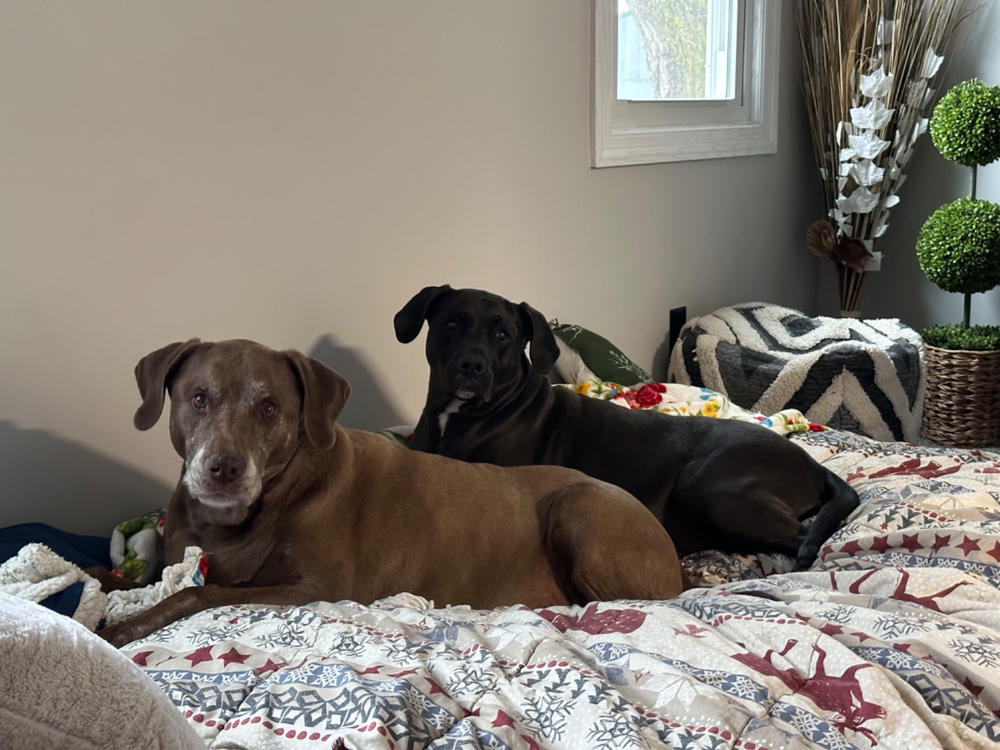 Waterproof Protector for Full Bean Bag - Customer Photo From Anonymous