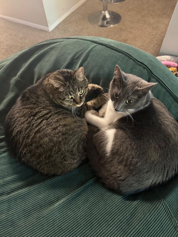 Bean Bag - Queen - Corduroy - Customer Photo From Stephanie Ruffing