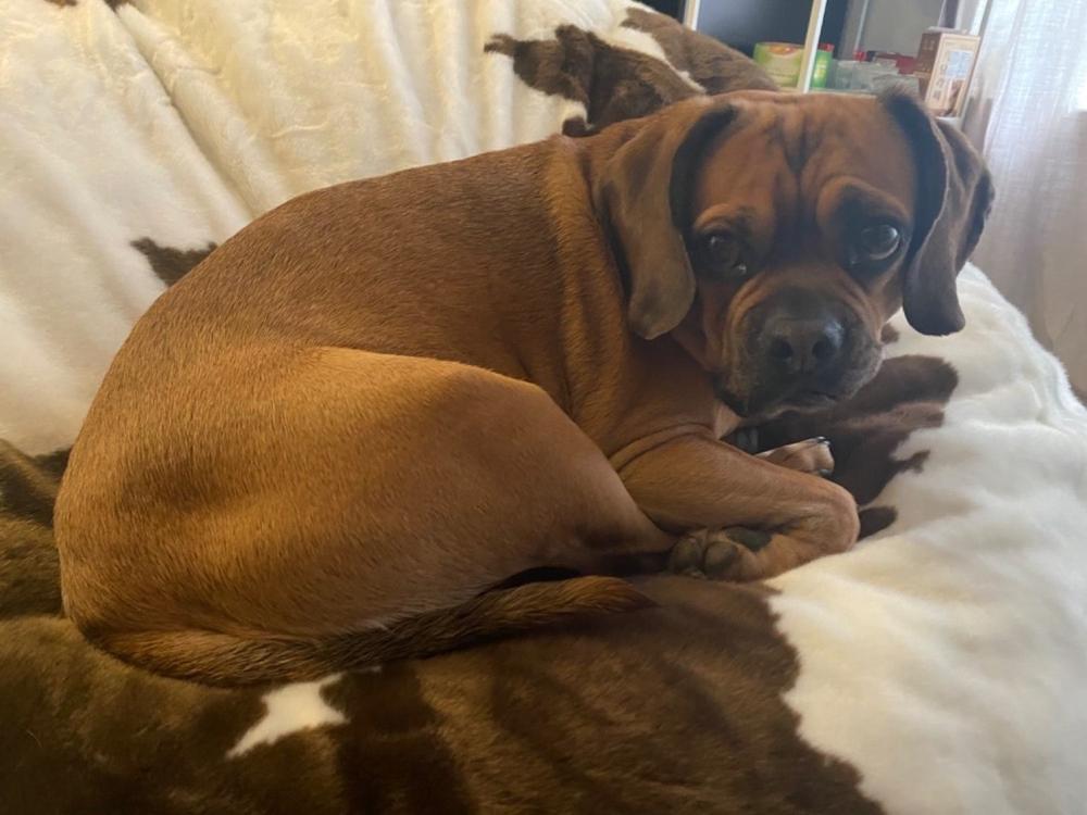 Bean Bag - Queen - Faux Fur - Customer Photo From Anonymous