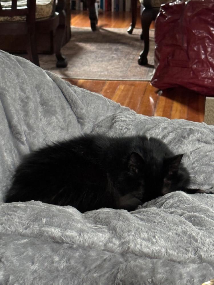 Adult Bean Bag Chair - Queen - NEST Faux Fur - Customer Photo From jackie besse