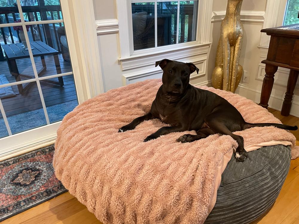 50 inch dog bed best sale