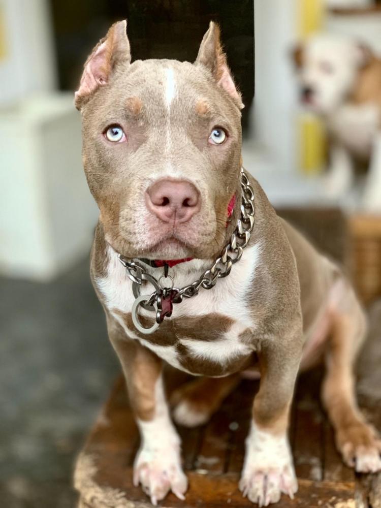 silver phantom dog collar