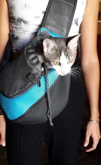Splentify Cat, Dog Carrier and Travel Backpack Review