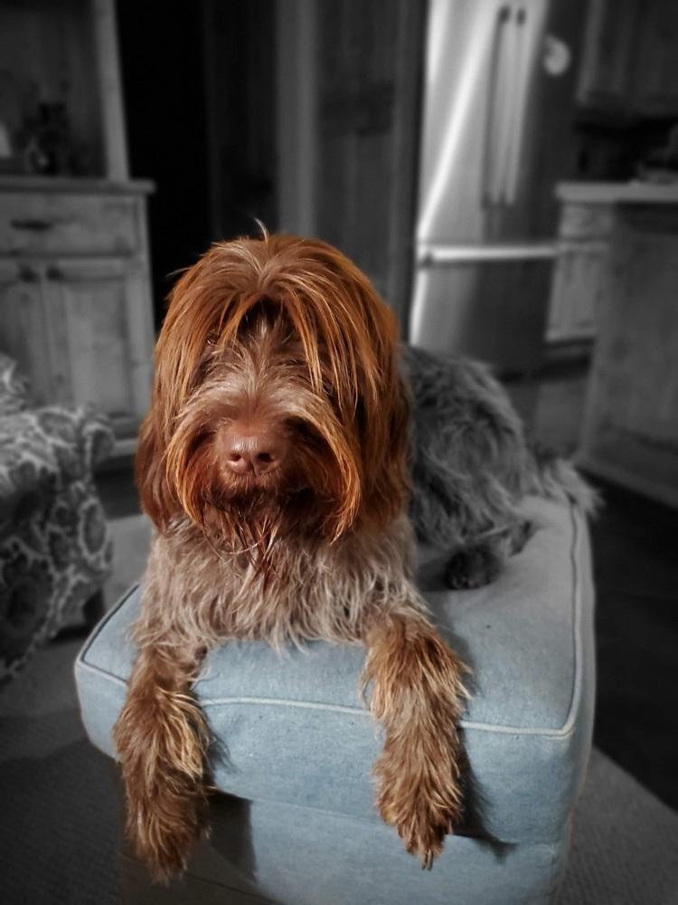 Gold Star K9 - Customer Photo From Barbara Buchanan