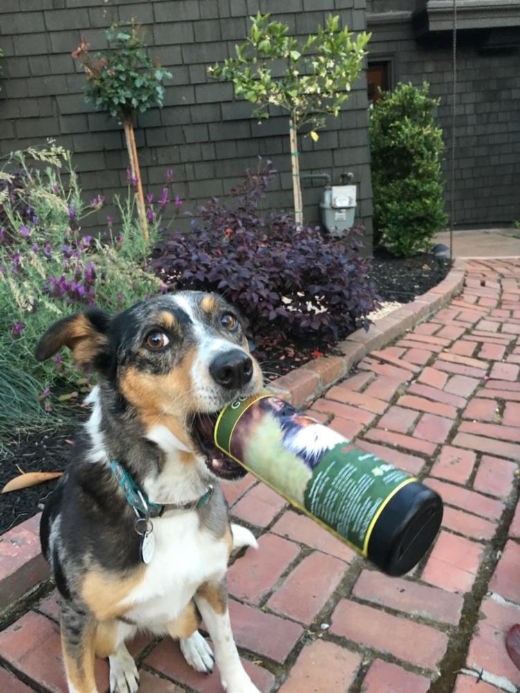 Gold Star K9 - Customer Photo From Anonymous