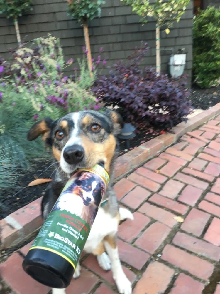 Gold Star K9 - Customer Photo From Anonymous