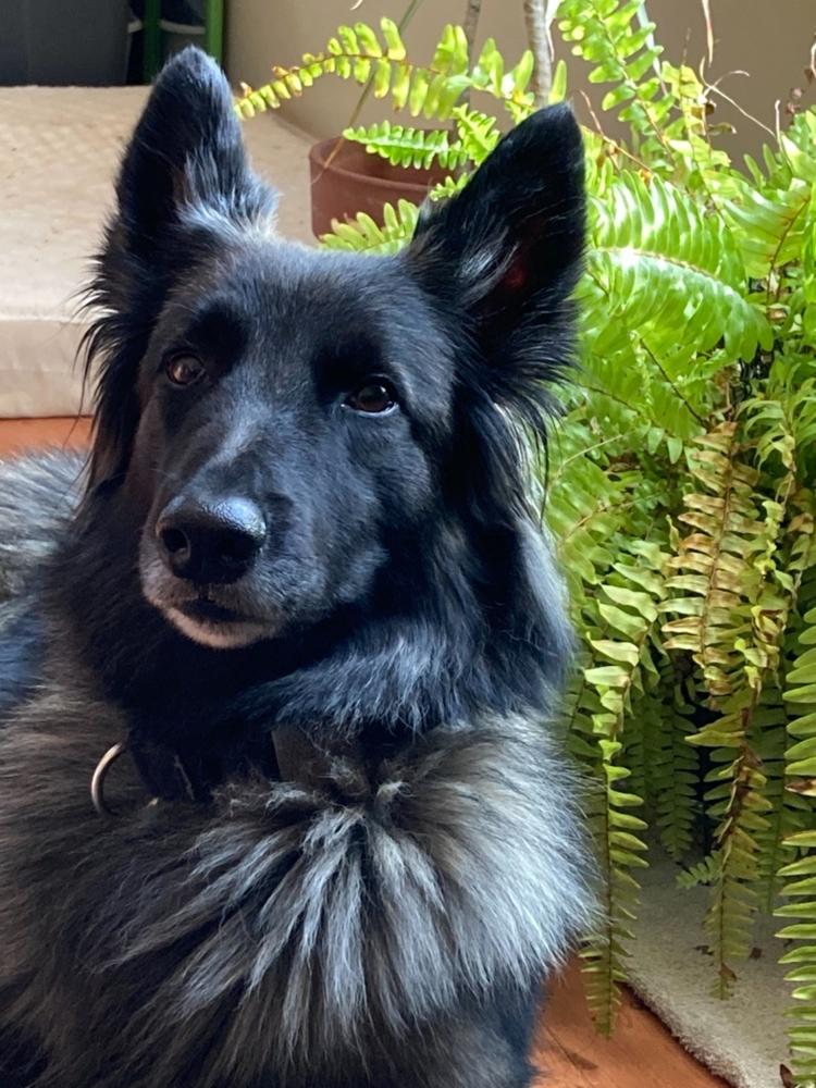 Gold Star K9 - Customer Photo From ChristiAne Wolski