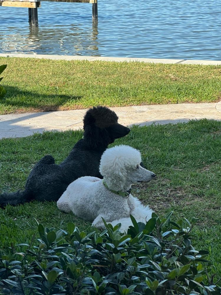 Colostrum-38 K9 - Customer Photo From Anonymous