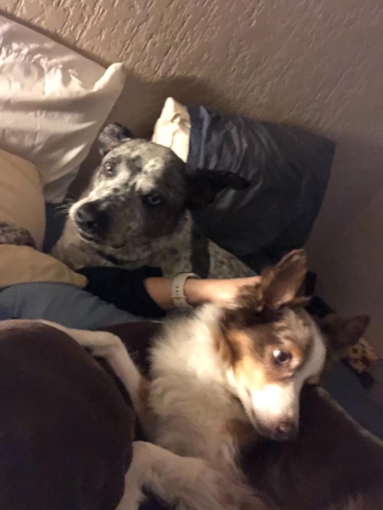 Colostrum-38 K9 - Customer Photo From Anonymous