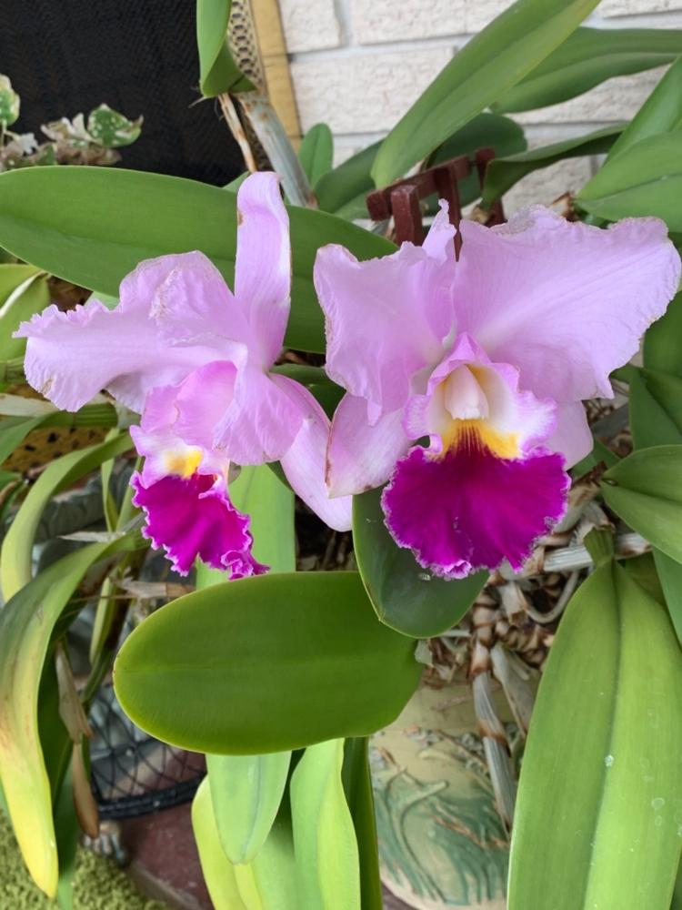 Colostrum-38 K9 - Customer Photo From Anonymous