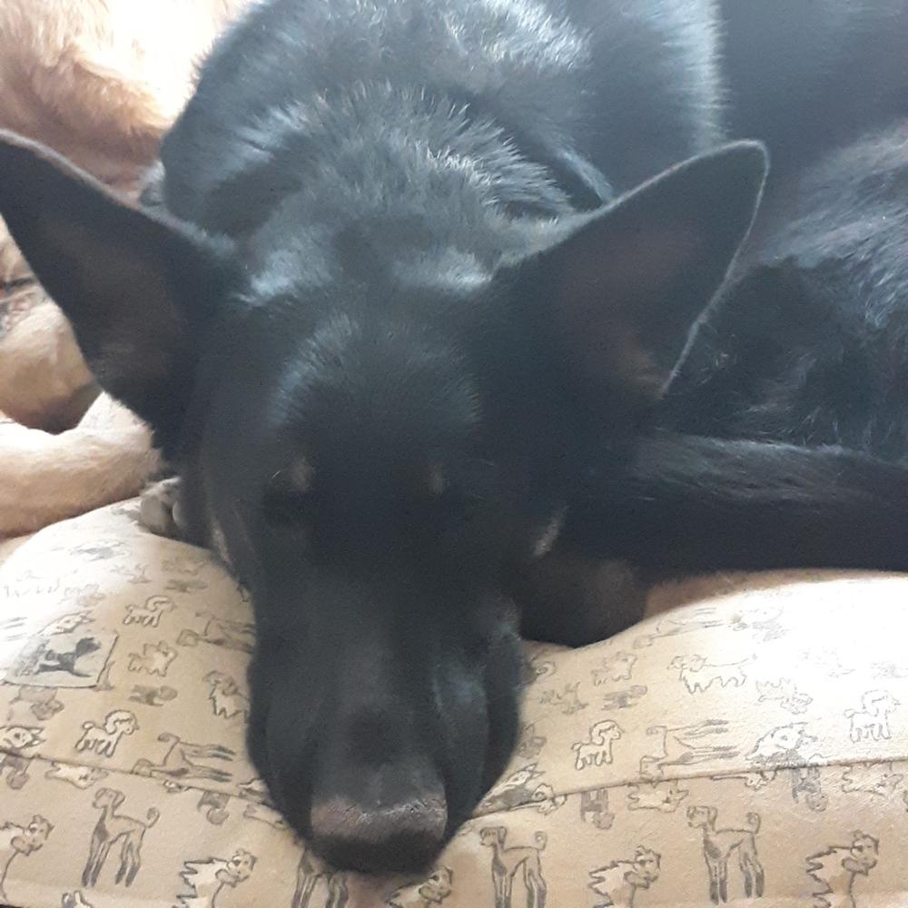 Colostrum-38 K9 - Customer Photo From Donna Foley