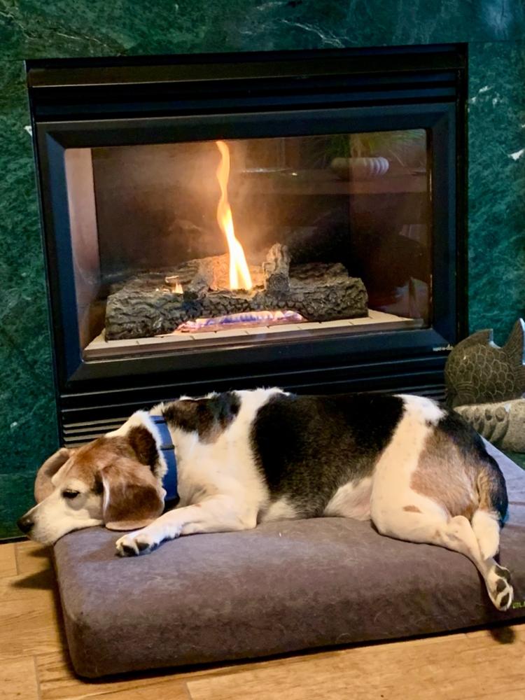 Colostrum-38 K9 - Customer Photo From Anonymous