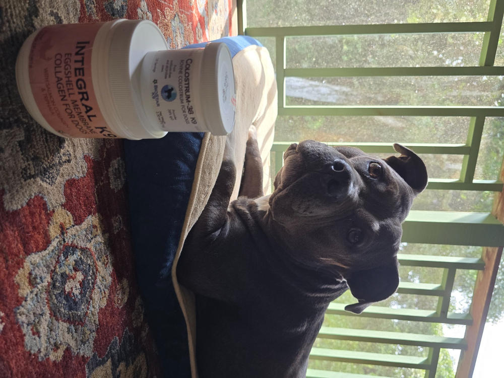 Colostrum-38 K9 - Customer Photo From Anonymous