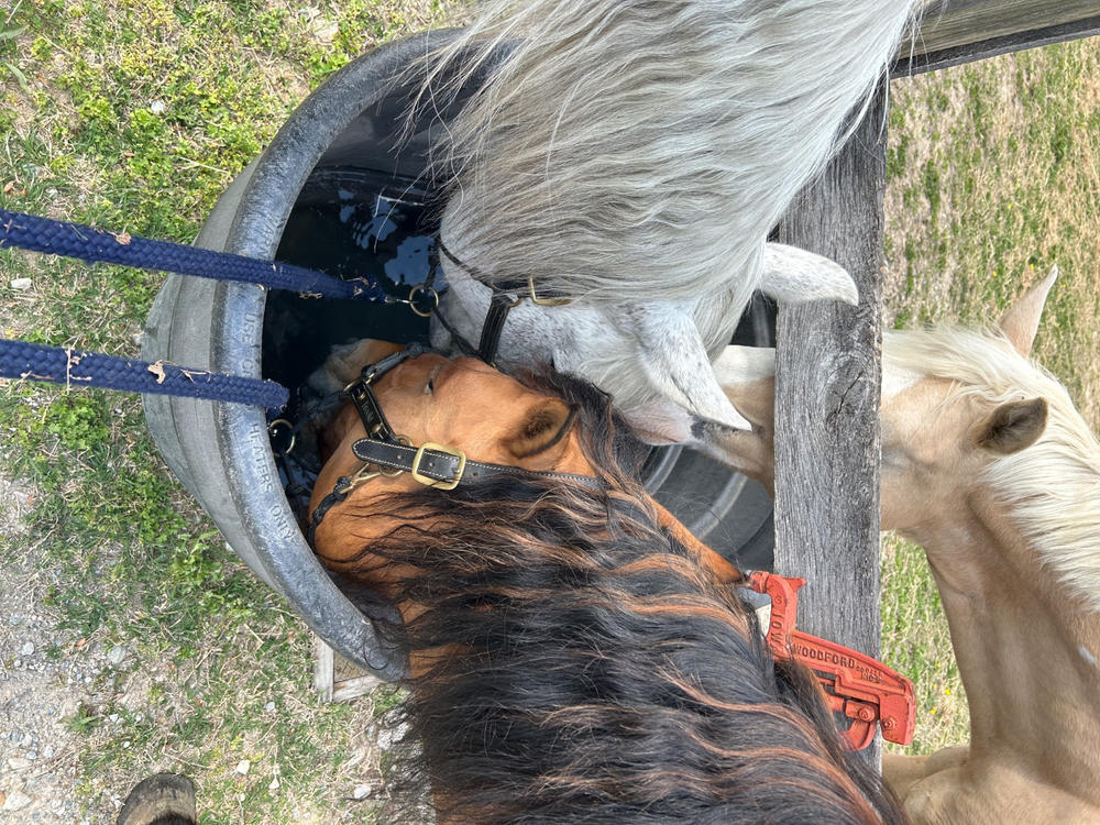 Colostrum-38 EQ - Customer Photo From Agnes Stillfried
