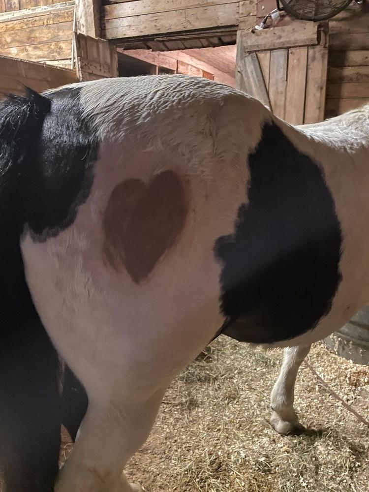 Hoof & Sole Artisan Poultice - Customer Photo From SARAH BROOKS