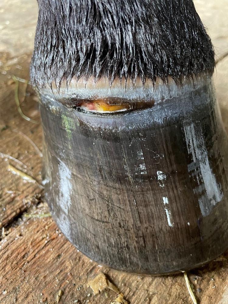 Hoof & Sole Artisan Poultice - Customer Photo From SARAH BROOKS