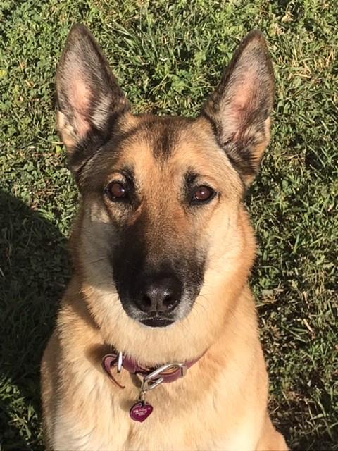 Terra Biota K9 - Customer Photo From Isabelle Joris