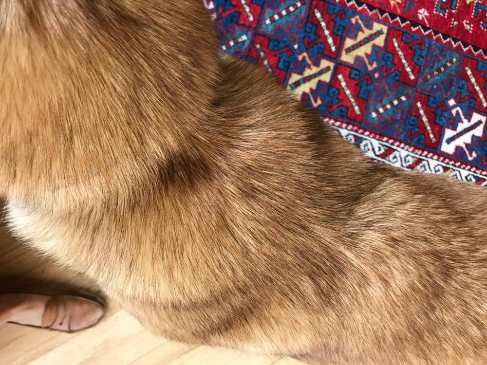 Terra Biota K9 - Customer Photo From Isabelle Joris