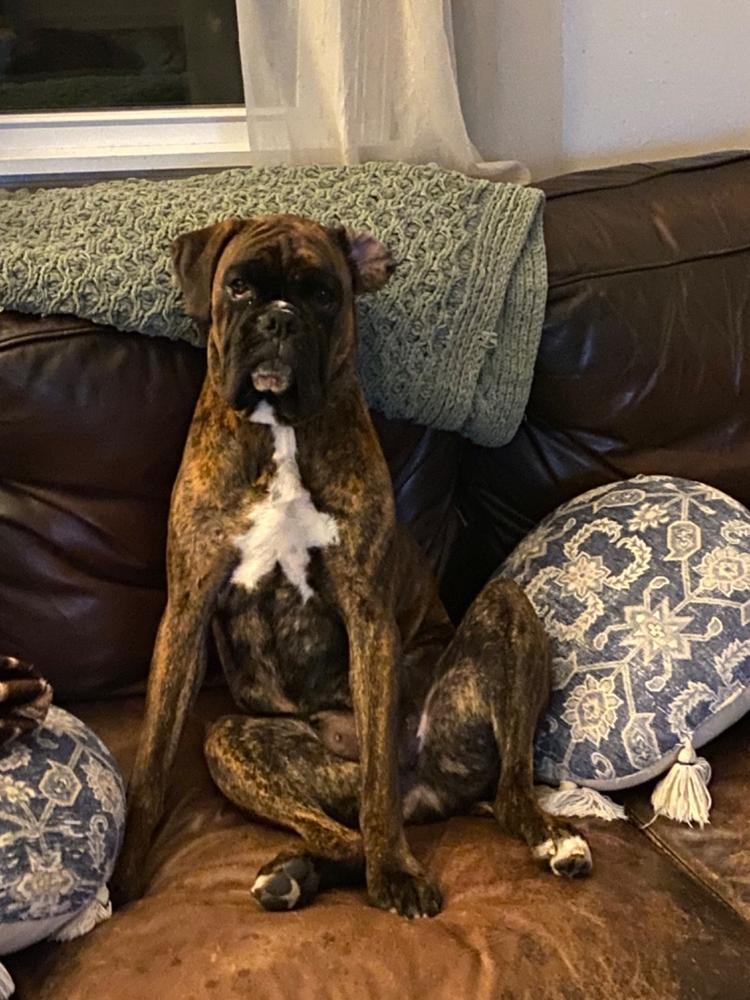 Terra Biota K9 - Customer Photo From Kristine Davis